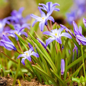Chionodoxa, Glory of the Snow, Chionodoxa forbesii, Chionodoxa Luciliae, Chionodoxi Siehei, Chionodoxa sardensis, Spring bulbs, Early Spring bloom